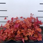 Heuchera hybridná (Heuchera hybrida) ´FOREVER RED´ - výška 25-35 cm, kont. C2L